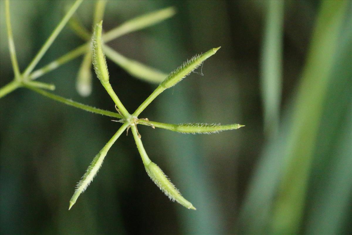 Anthriscus cerefolium (door Willem Braam)