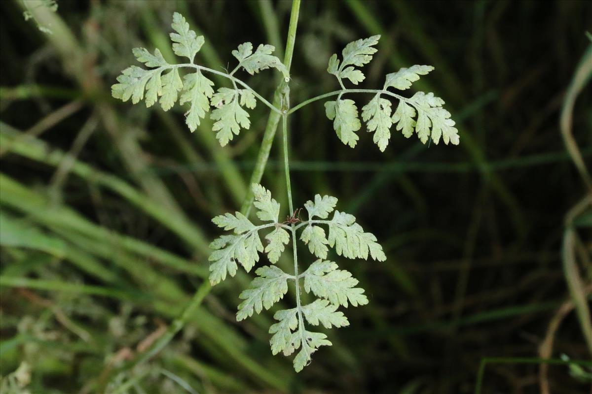 Anthriscus cerefolium (door Willem Braam)