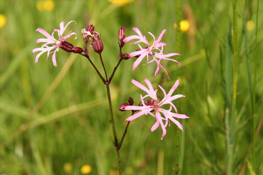 Silene flos-cuculi (door Willem Braam)