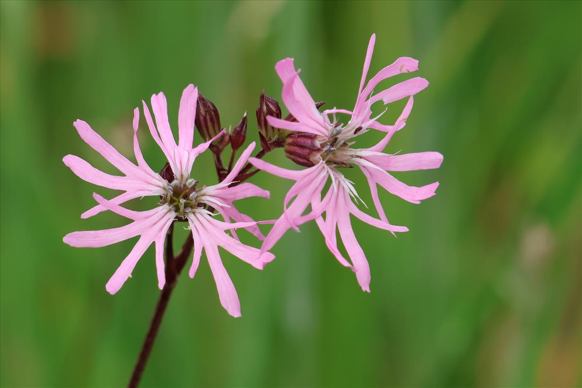 Silene flos-cuculi (door Willem Braam)