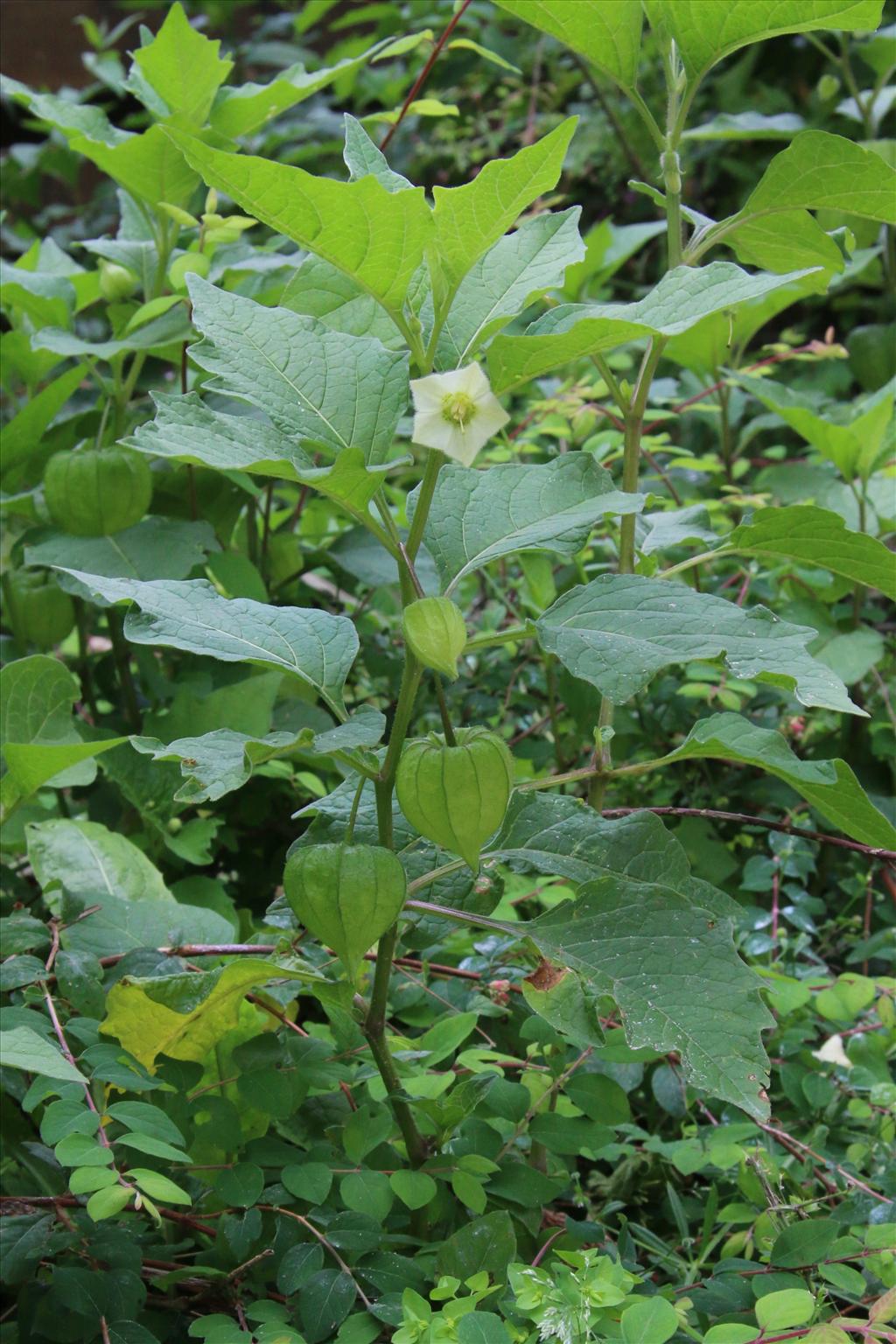 Alkekengi officinarum (door Willem Braam)