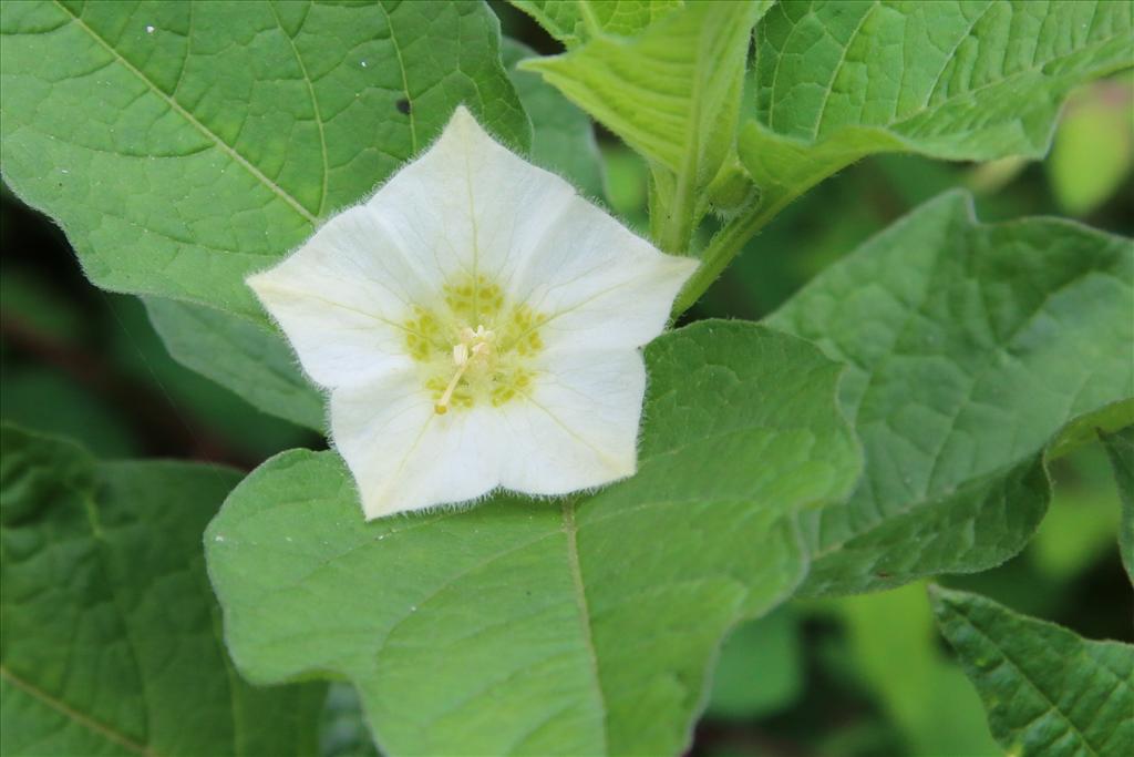 Alkekengi officinarum (door Willem Braam)