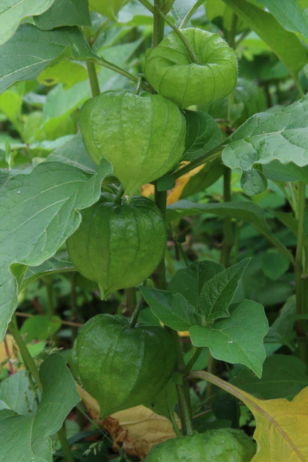 Alkekengi officinarum (door Willem Braam)