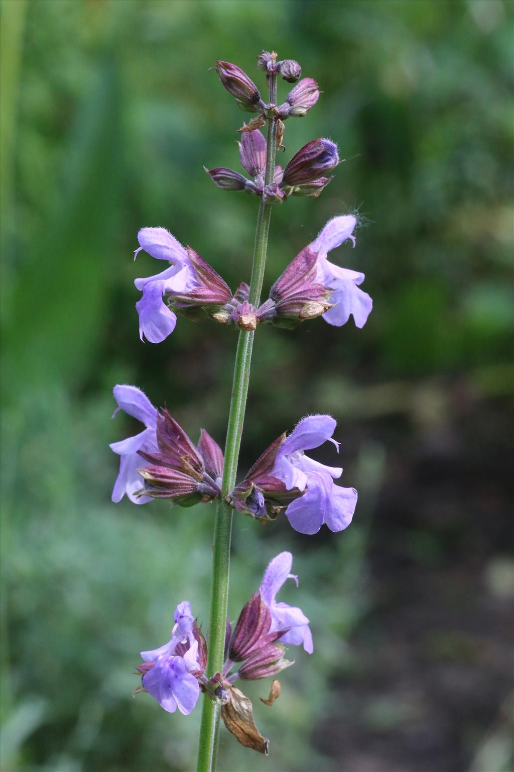 Salvia officinalis (door Willem Braam)