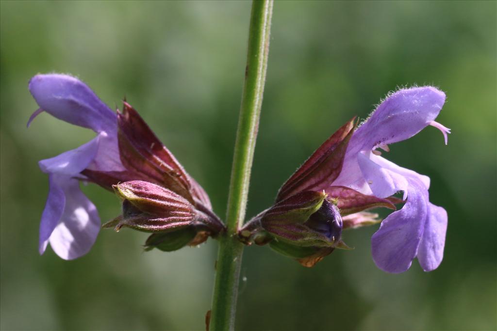 Salvia officinalis (door Willem Braam)
