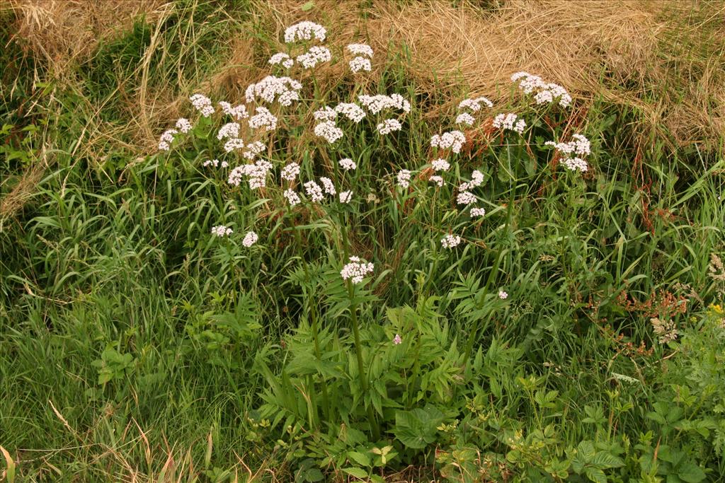 Valeriana officinalis (door Willem Braam)