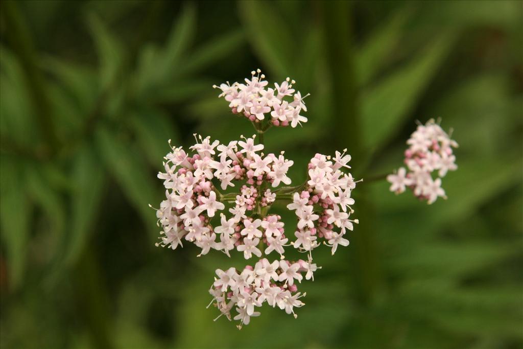 Valeriana officinalis (door Willem Braam)