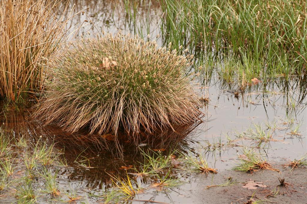 Eriophorum vaginatum (door Willem Braam)