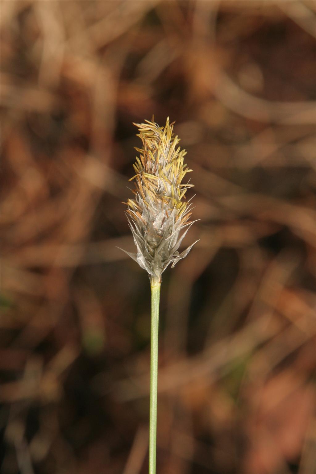 Eriophorum vaginatum (door Willem Braam)