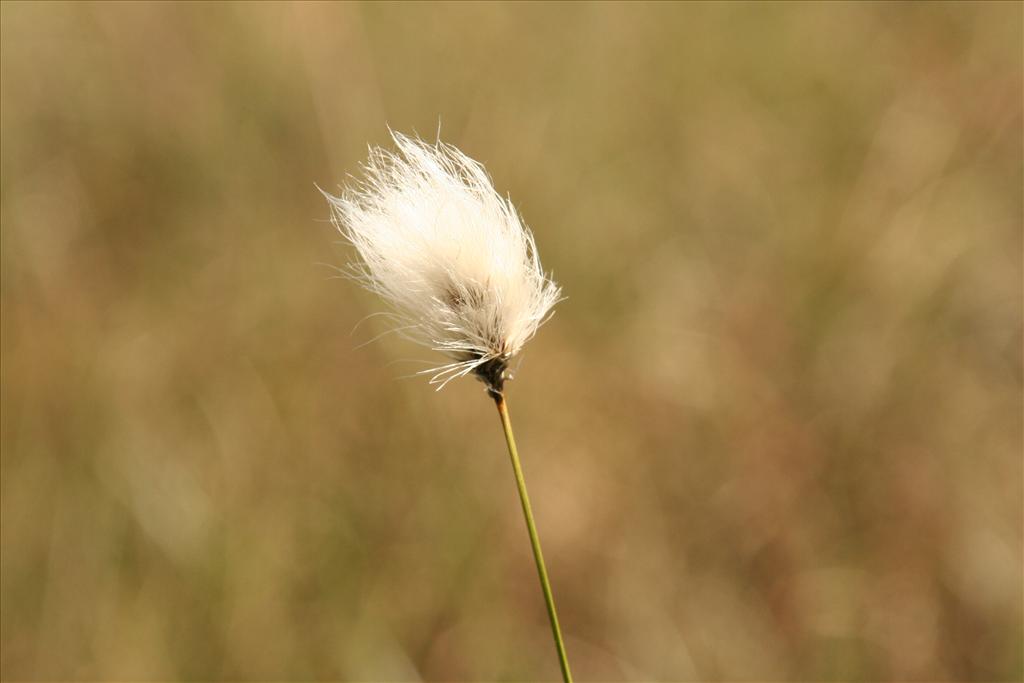 Eriophorum vaginatum (door Willem Braam)