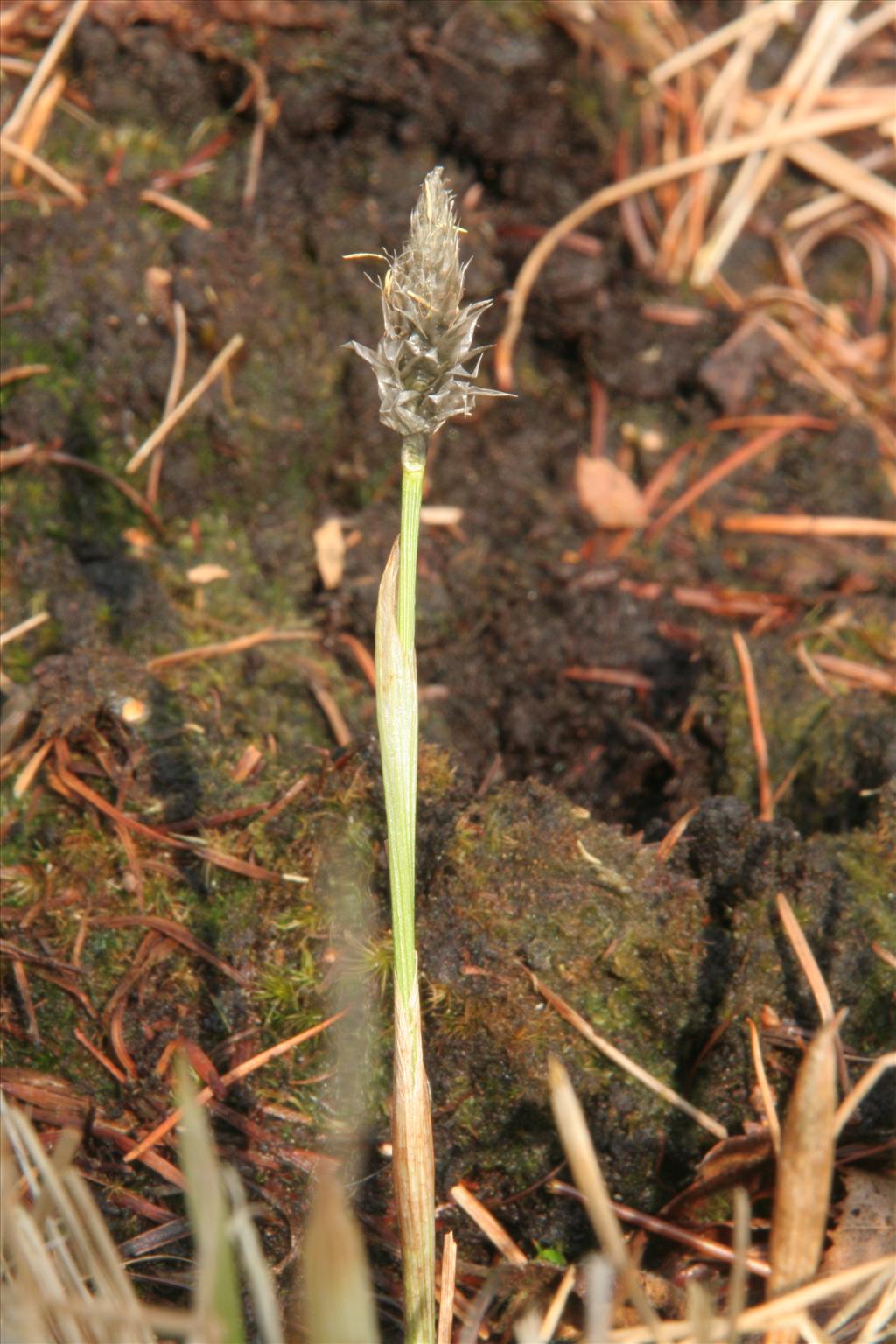 Eriophorum vaginatum (door Willem Braam)