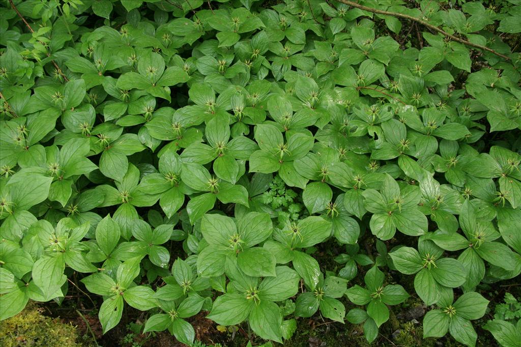 Paris quadrifolia (door Willem Braam)