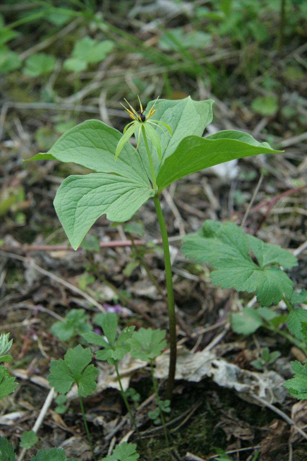 Paris quadrifolia (door Willem Braam)