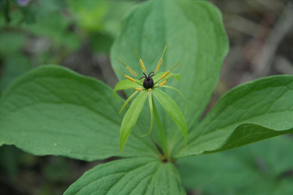 Paris quadrifolia (door Willem Braam)