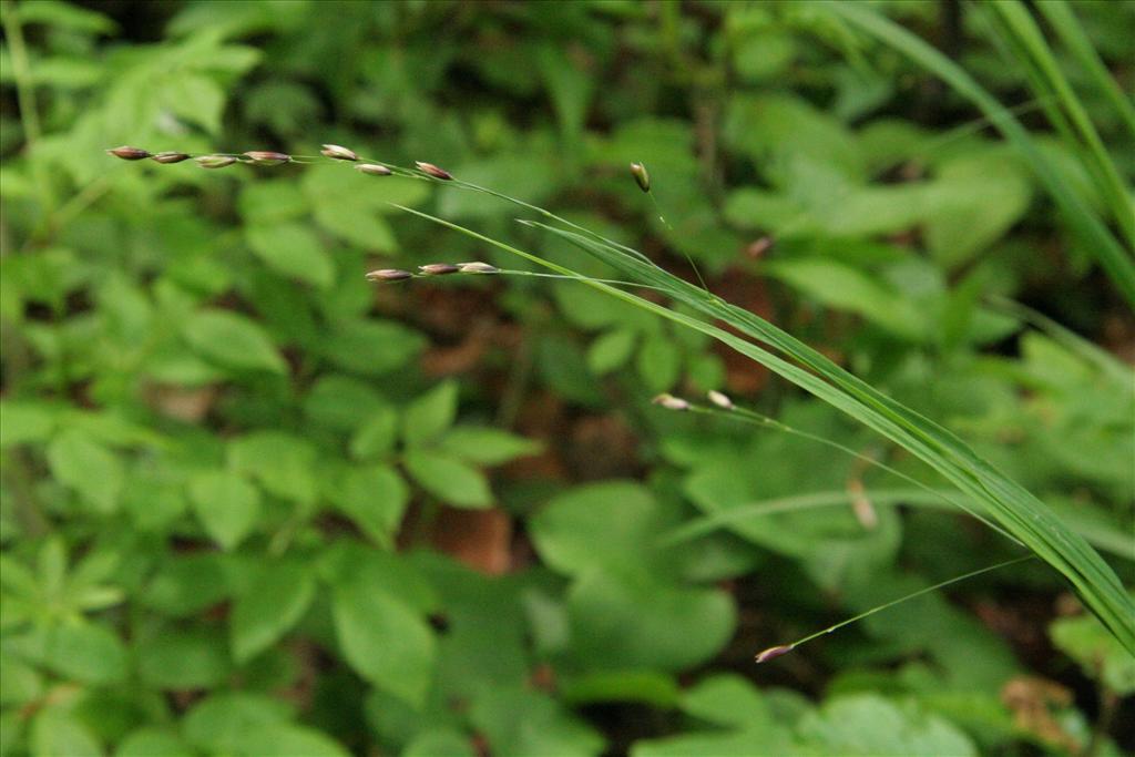 Melica uniflora (door Willem Braam)