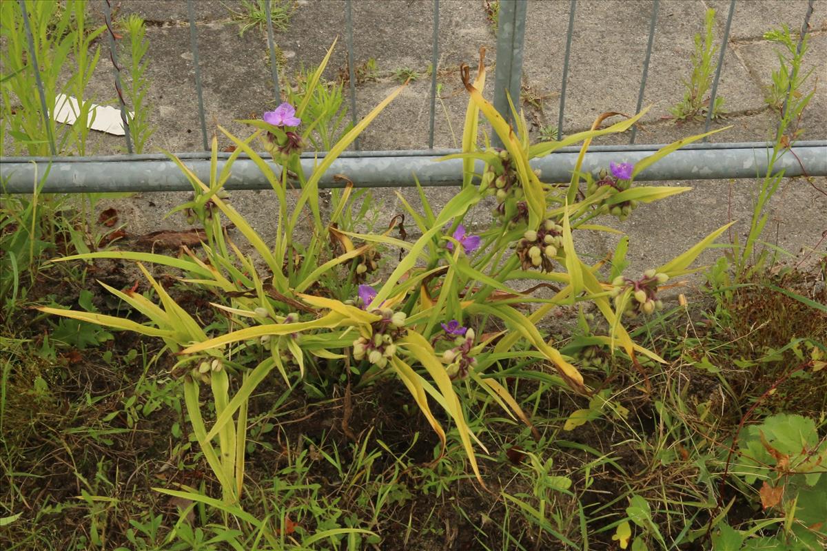 Tradescantia virginiana (door Willem Braam)