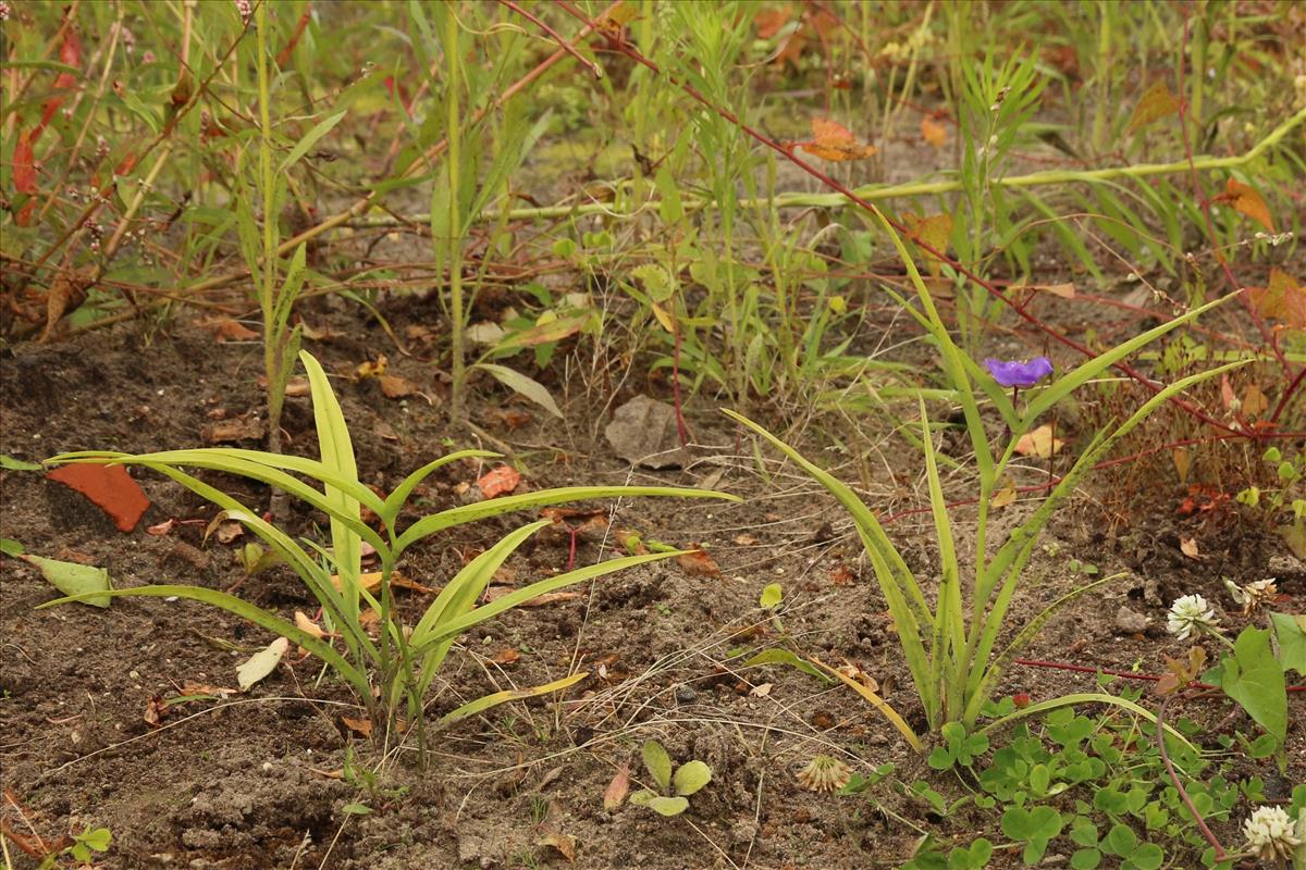 Tradescantia virginiana (door Willem Braam)