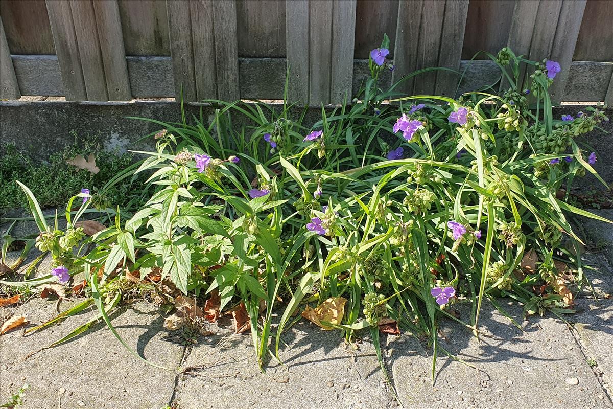 Tradescantia virginiana (door Willem Braam)