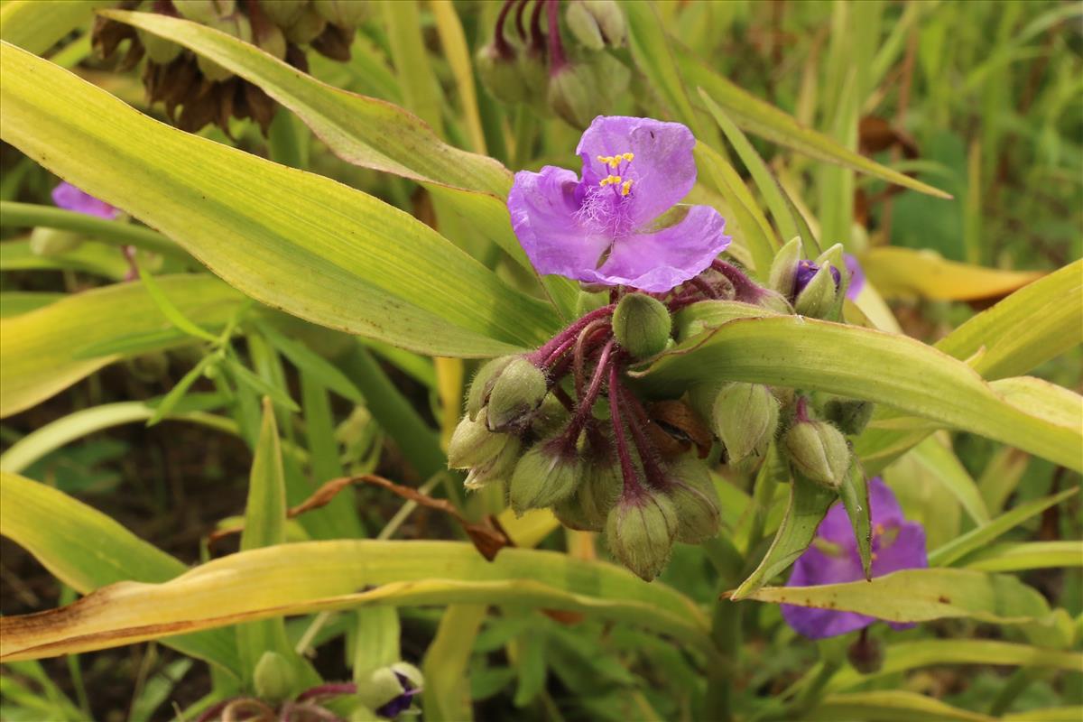 Tradescantia virginiana (door Willem Braam)