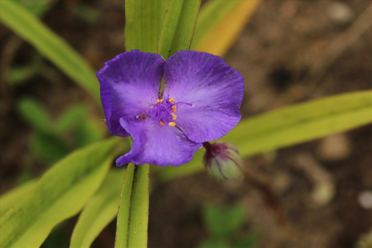 Tradescantia virginiana (door Willem Braam)