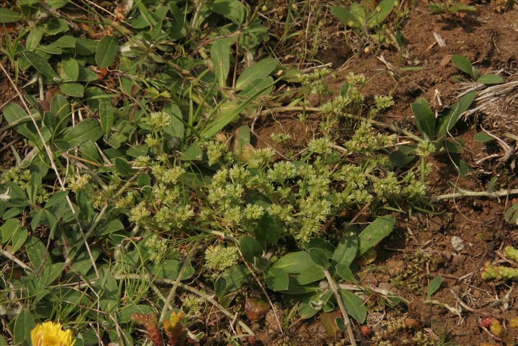 Scleranthus annuus subsp. annuus (door Willem Braam)