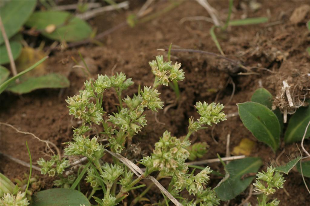 Scleranthus annuus subsp. annuus (door Willem Braam)