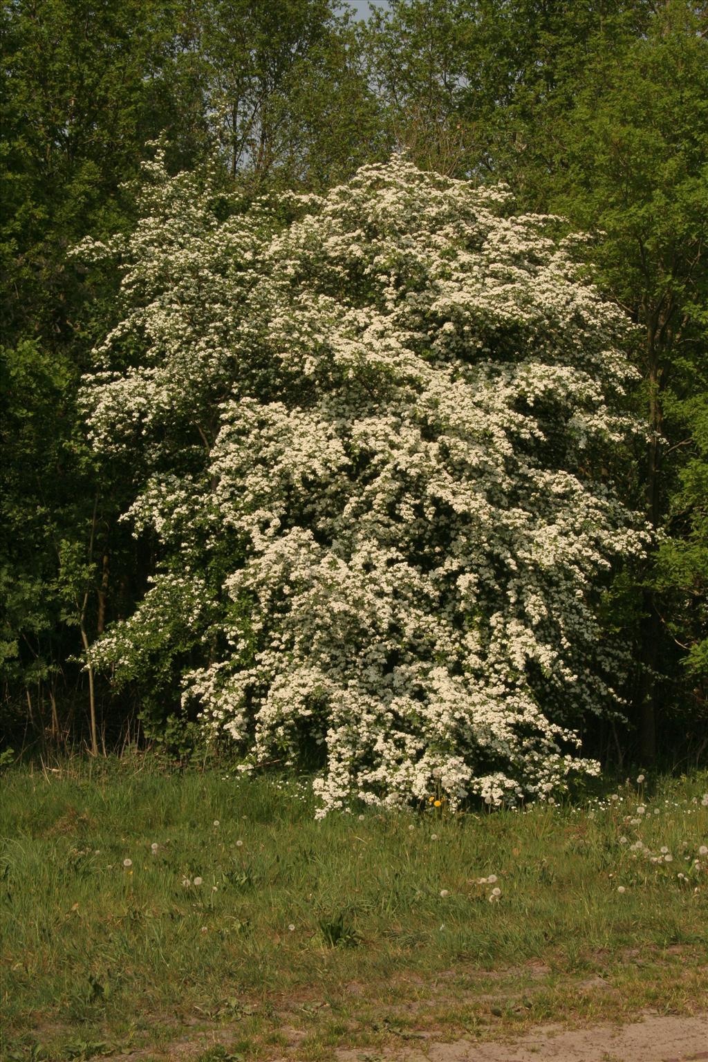 Crataegus monogyna (door Willem Braam)