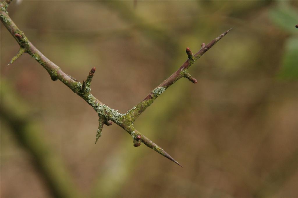 Crataegus monogyna (door Willem Braam)