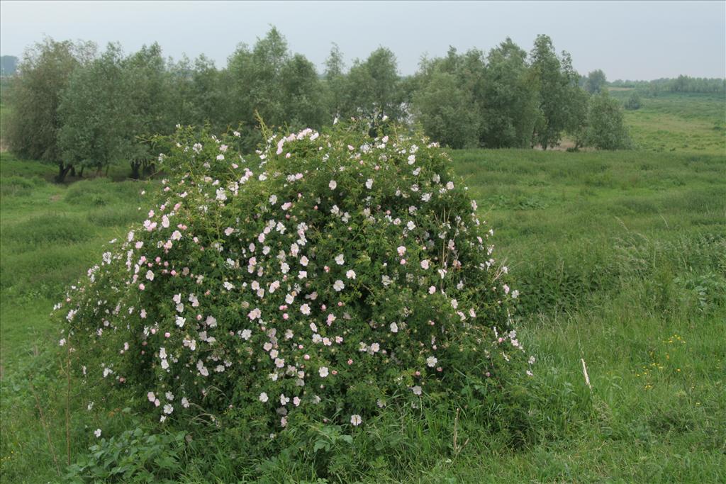 Rosa rubiginosa (door Willem Braam)