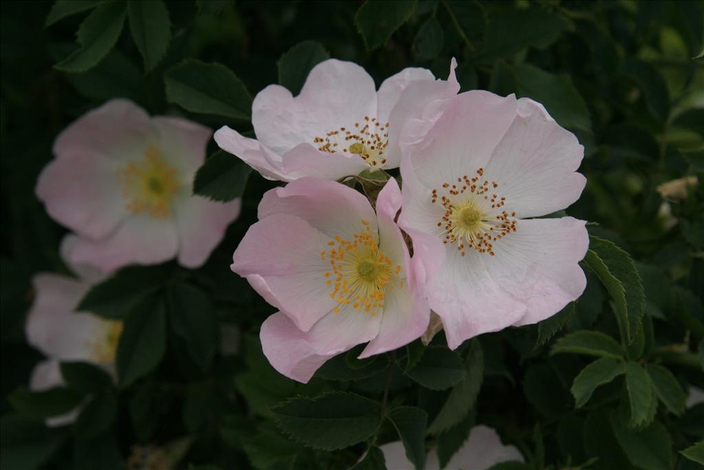 Rosa rubiginosa (door Willem Braam)