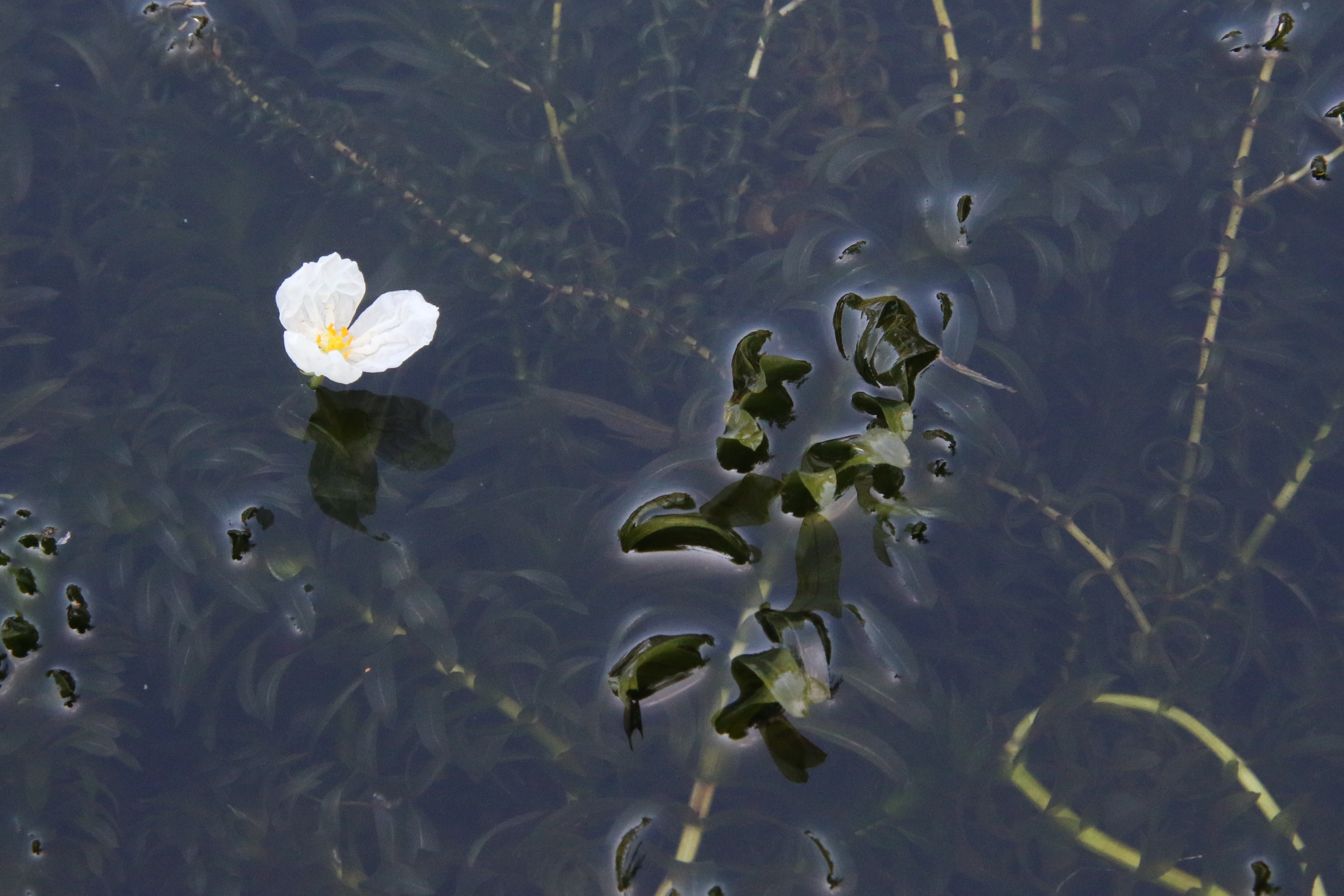 Egeria densa (door Willem Braam)