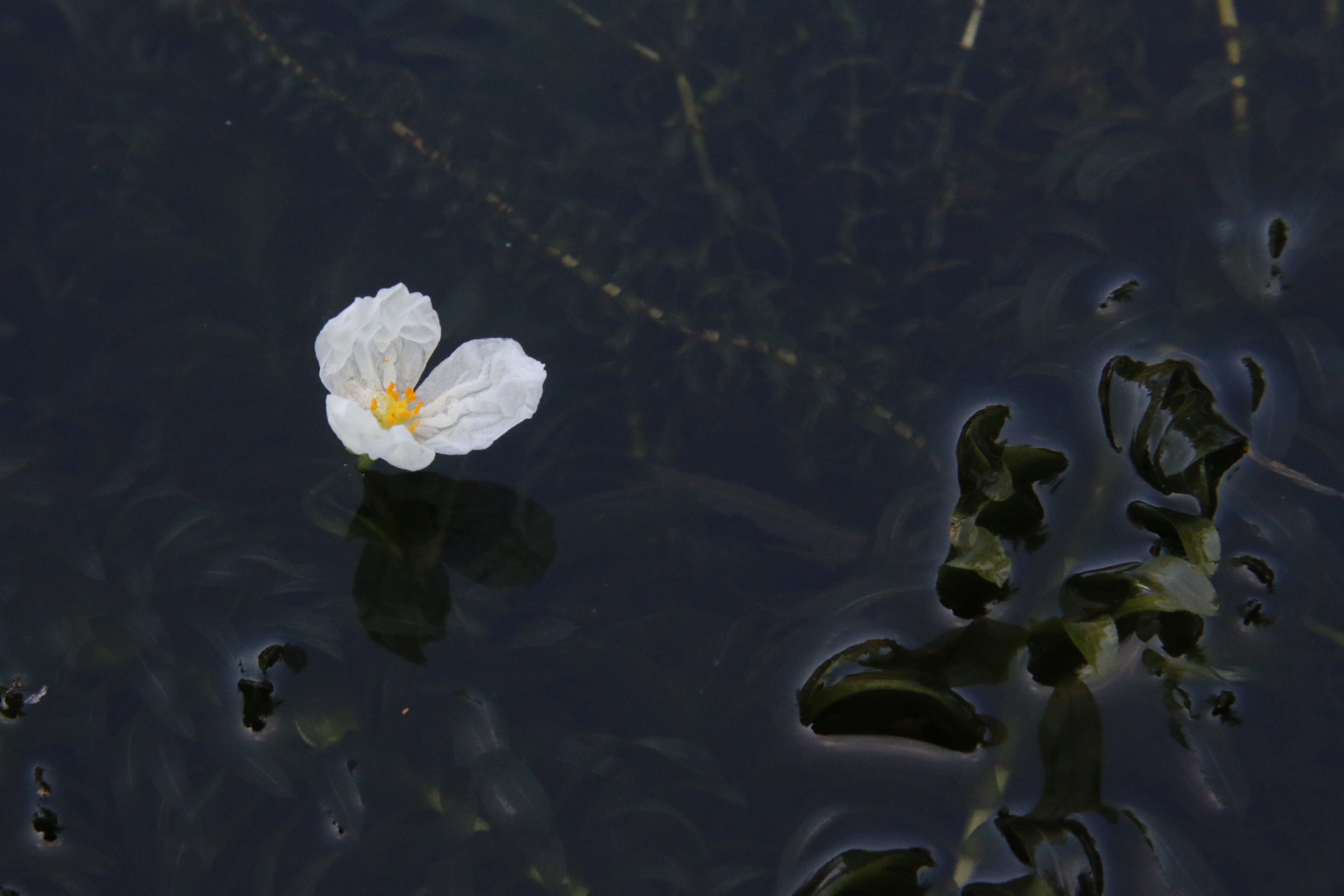 Egeria densa (door Willem Braam)