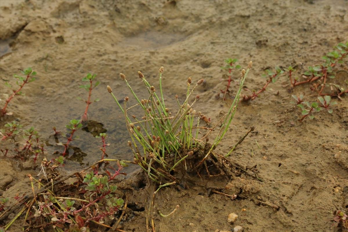 Eleocharis ovata (door Willem Braam)