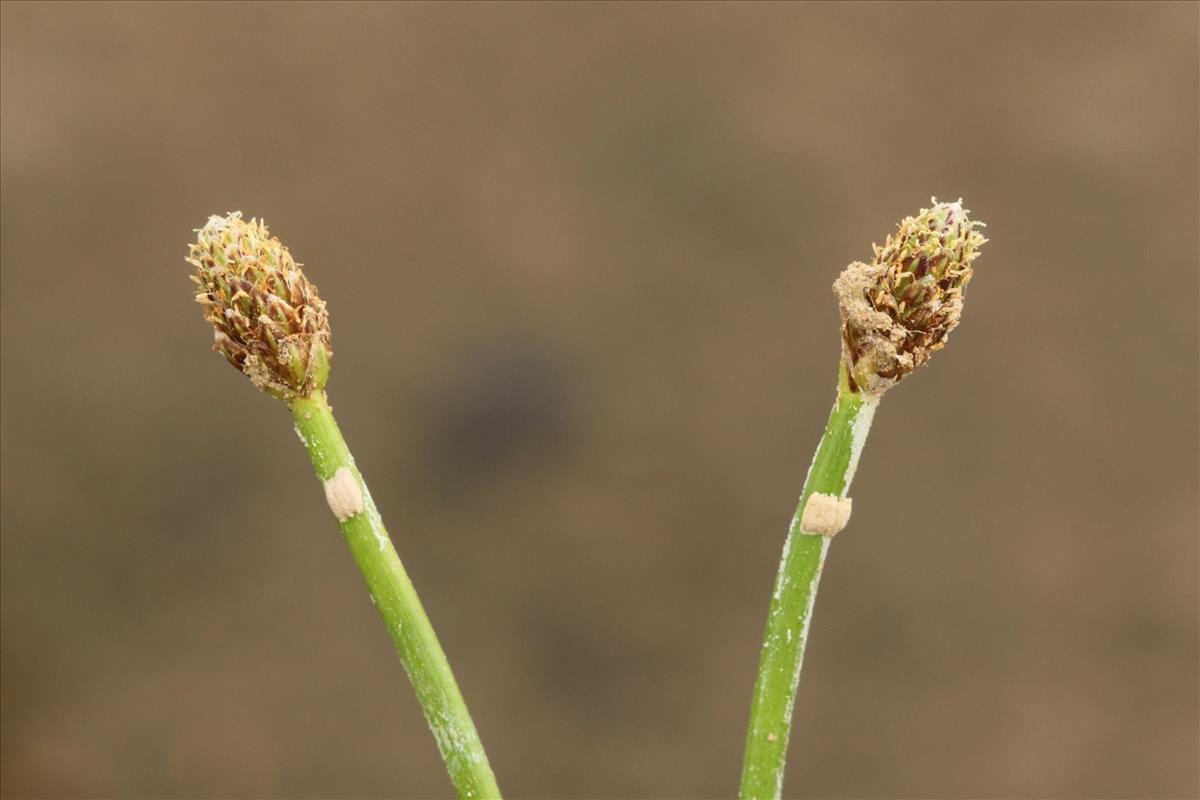 Eleocharis ovata (door Willem Braam)