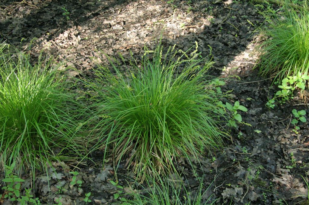 Carex elongata (door Willem Braam)