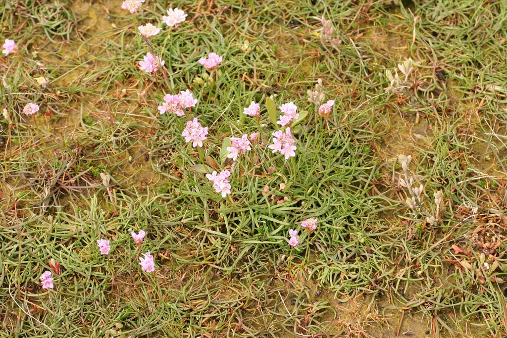 Armeria maritima (door Willem Braam)