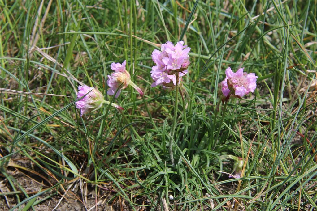 Armeria maritima (door Willem Braam)