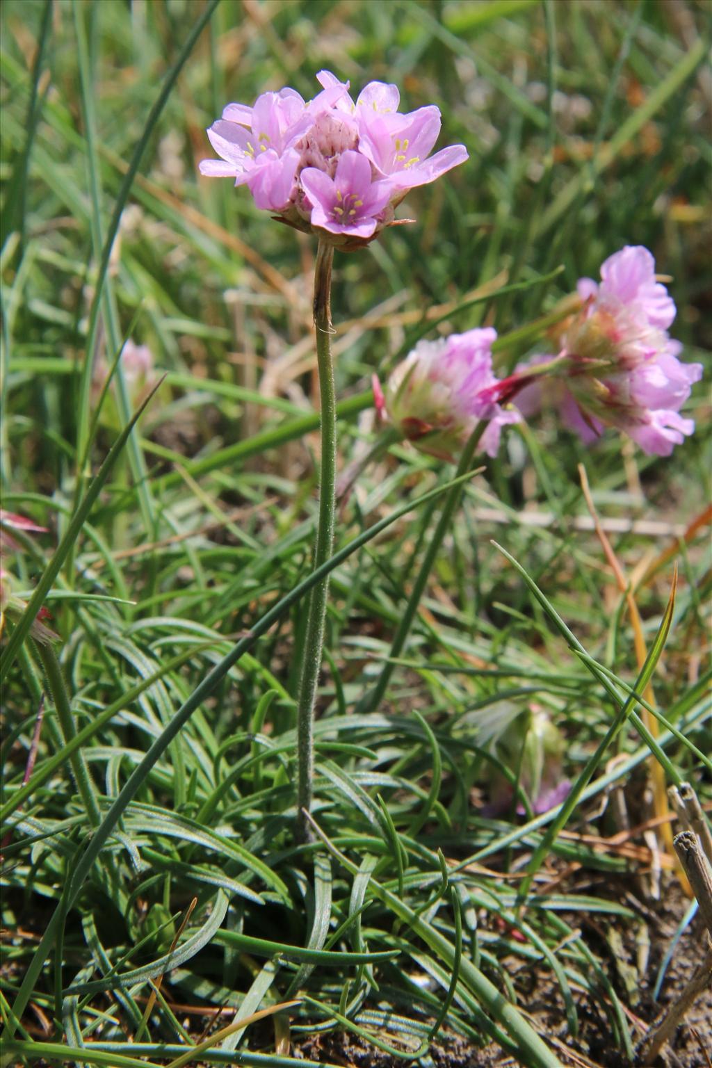 Armeria maritima (door Willem Braam)