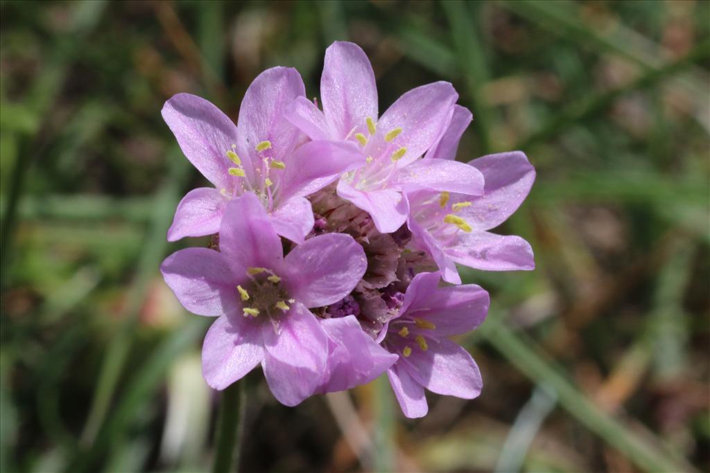 Armeria maritima (door Willem Braam)