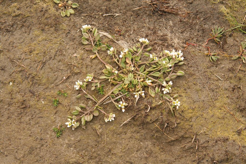 Cochlearia anglica (door Willem Braam)