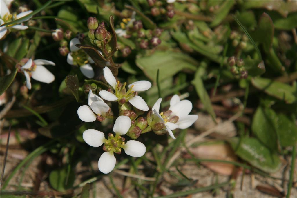 Cochlearia anglica (door Willem Braam)