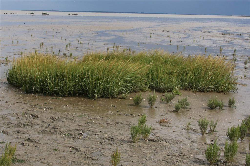 Spartina anglica (door Willem Braam)