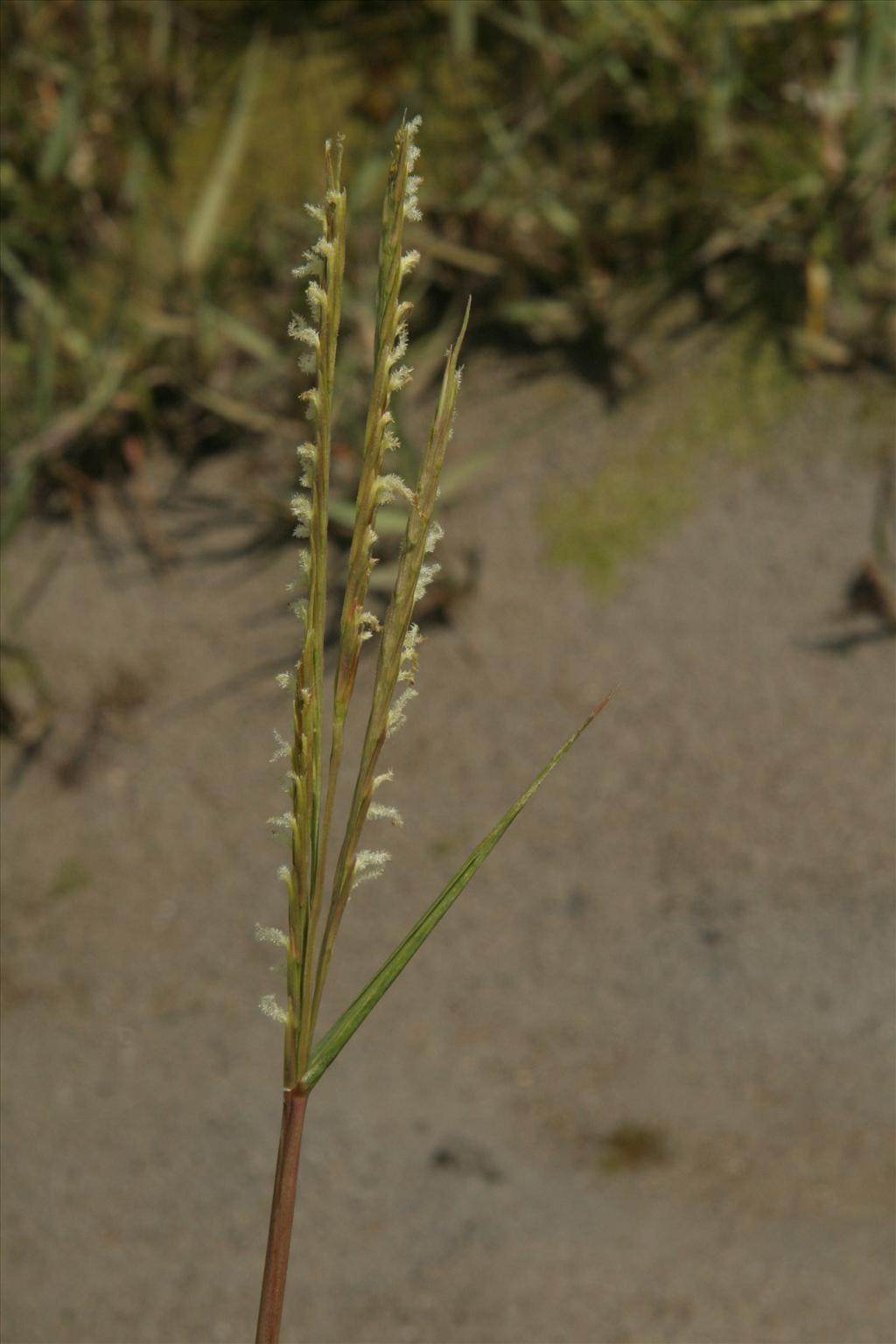 Spartina anglica (door Willem Braam)