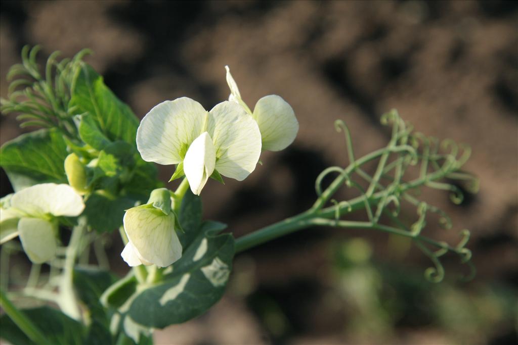 Pisum sativum (door Willem Braam)