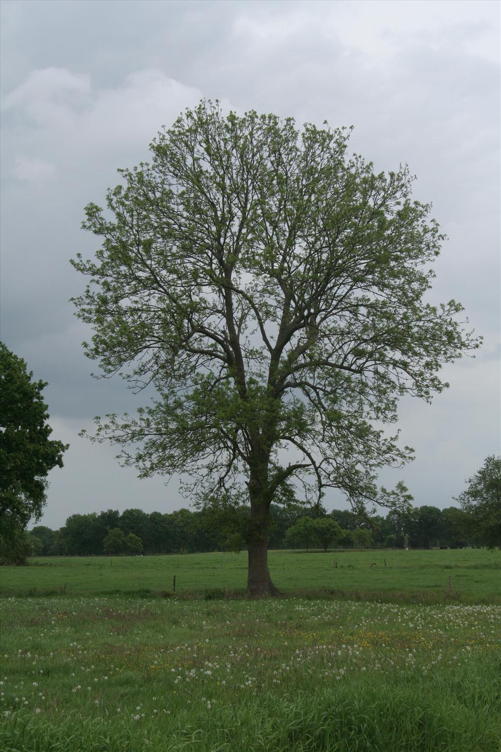 Fraxinus excelsior (door Willem Braam)