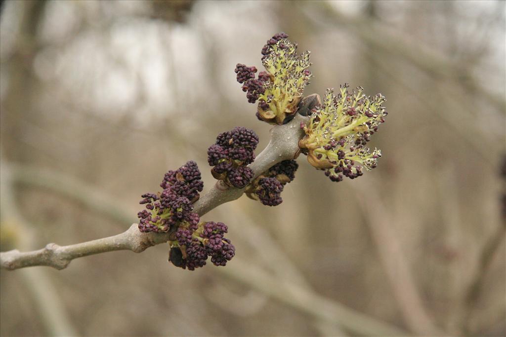 Fraxinus excelsior (door Willem Braam)