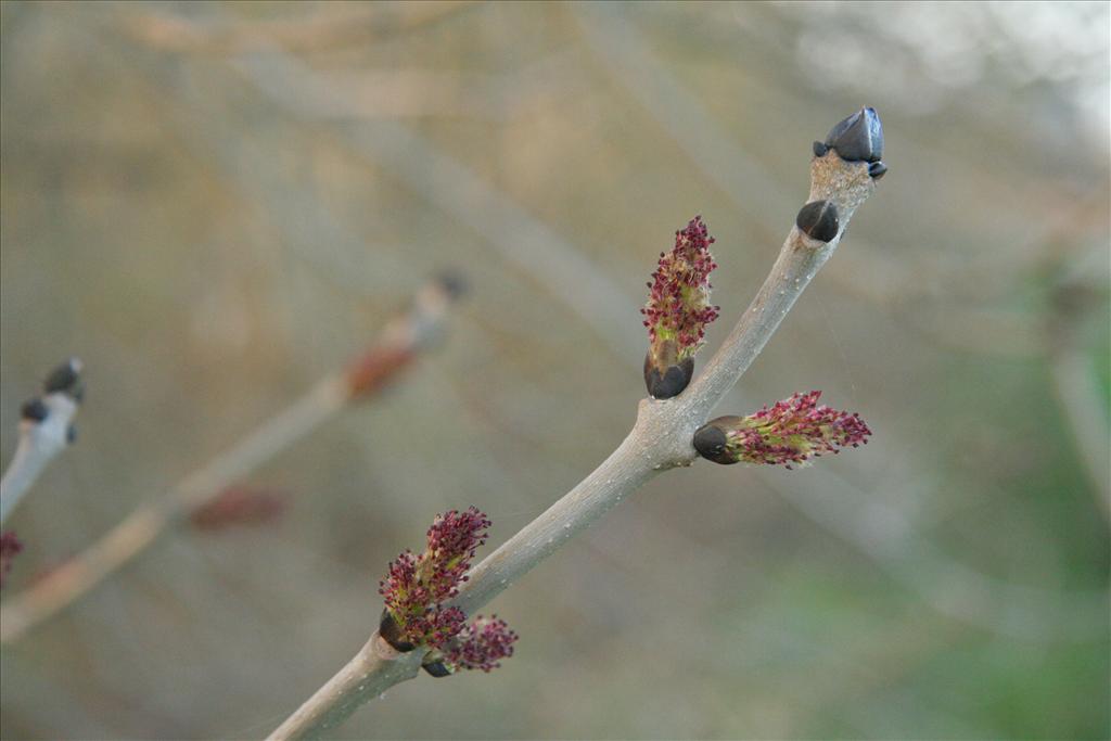 Fraxinus excelsior (door Willem Braam)