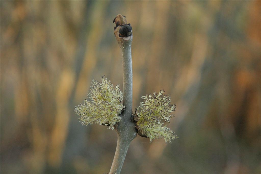 Fraxinus excelsior (door Willem Braam)