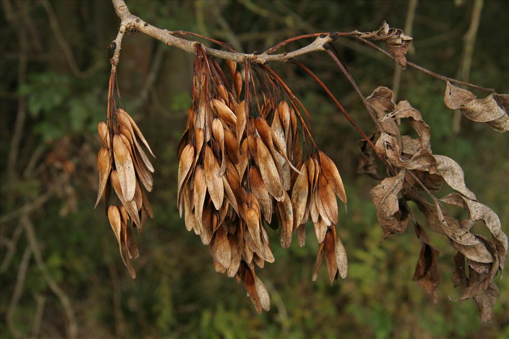 Fraxinus excelsior (door Willem Braam)