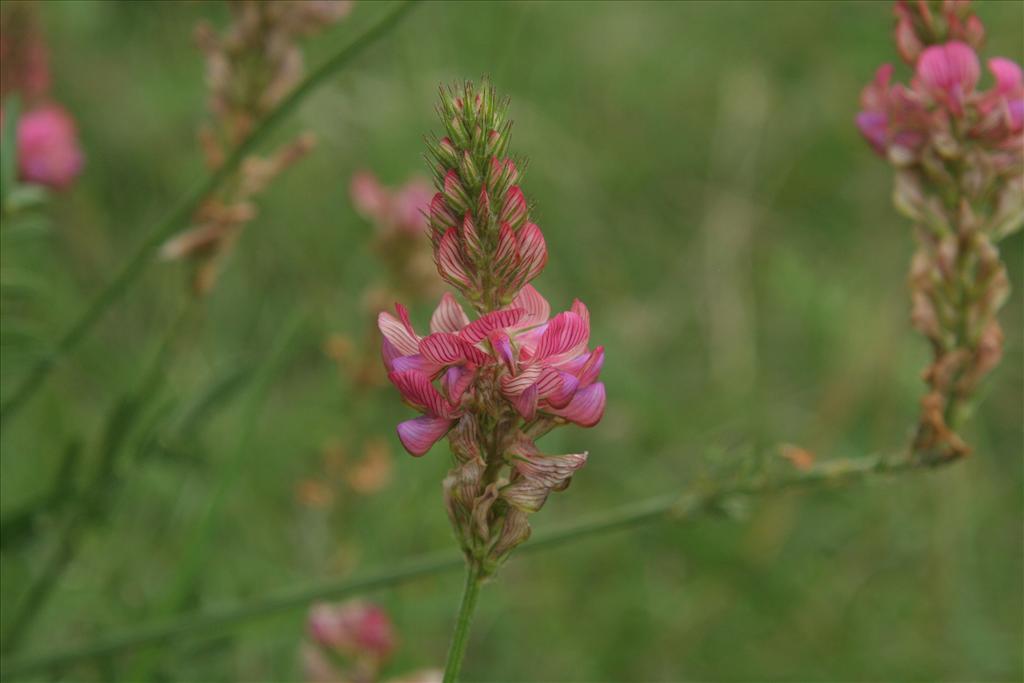 Onobrychis viciifolia (door Willem Braam)